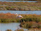 Flamingos sind hier das ganze Jahr anzutreffen